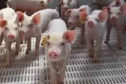 抗菌肽產品在河南廣安集團修武豬場中的試驗案例